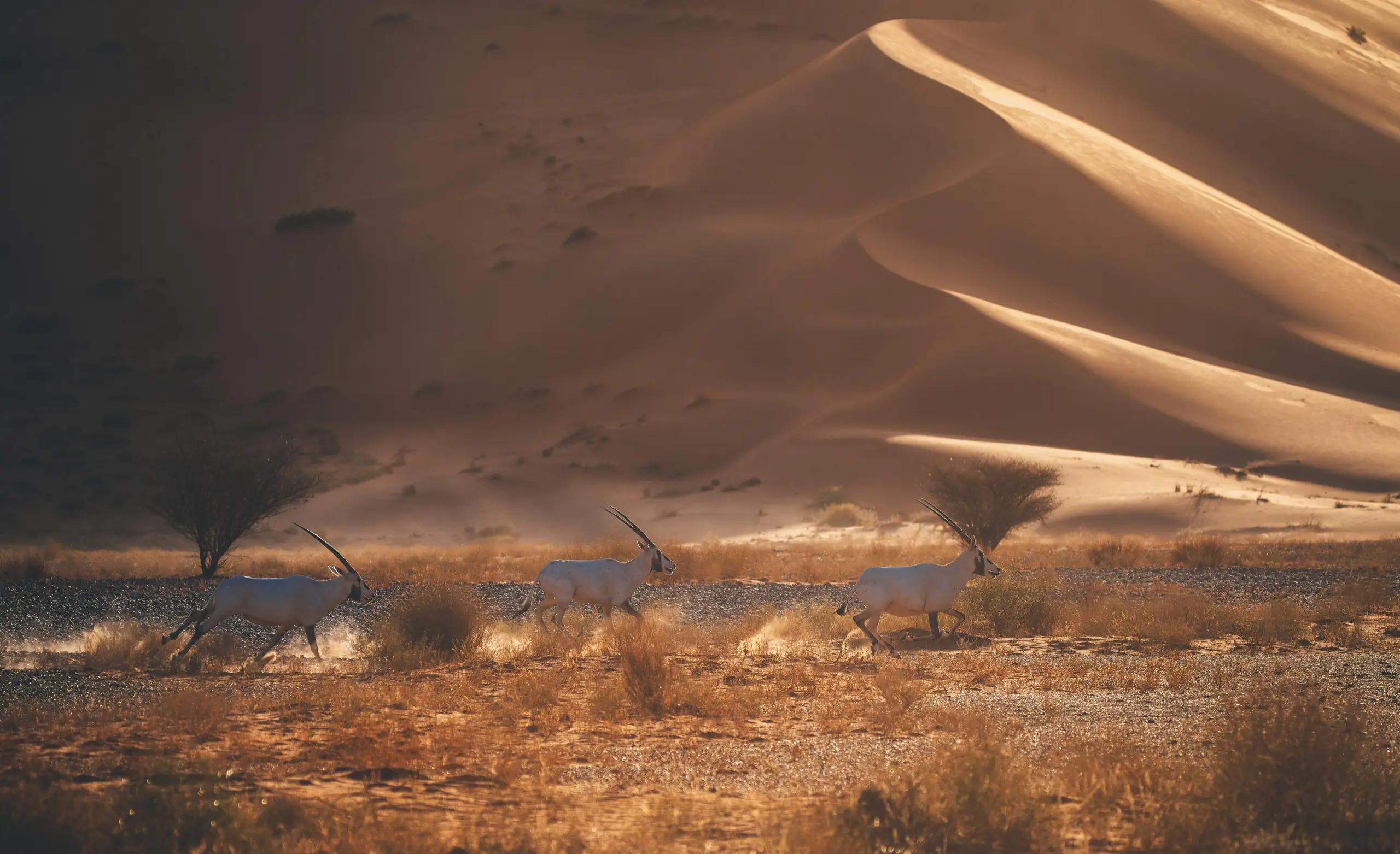 Desert landscape in Saudi Arabia — the environment these assets are engineered for
